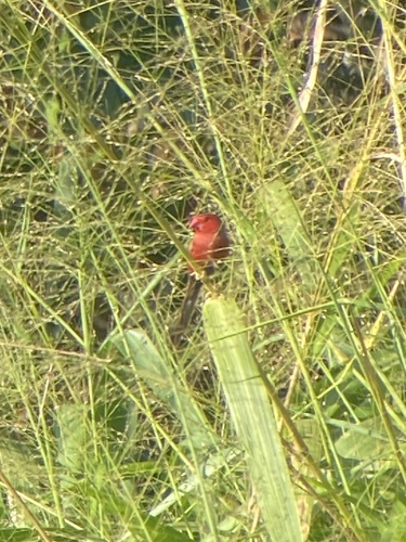Crimson Finch