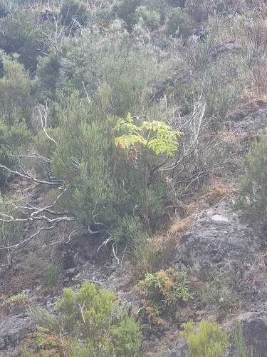 Daucus decipiens, photograph 6