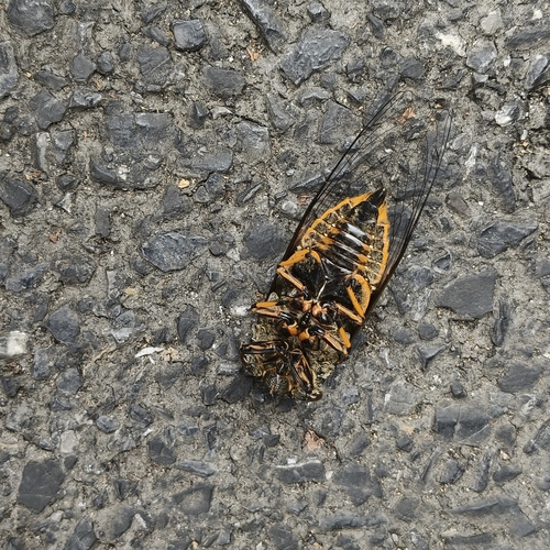 Eastern horse cicada