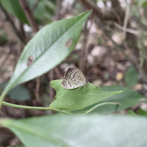 Pale Grass Blue