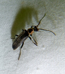 Atalantycha neglecta