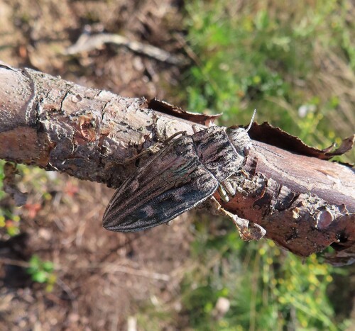 Pine-borer