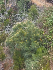 Genista tenera, photograph (c) Vítor Jorge, some rights reserved (CC BY)