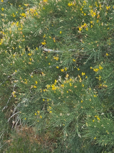 Genista tenera, photograph 3
