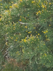 Genista tenera, photograph (c) Vítor Jorge, some rights reserved (CC BY)