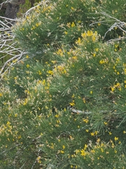 Genista tenera, photograph (c) Vítor Jorge, some rights reserved (CC BY)