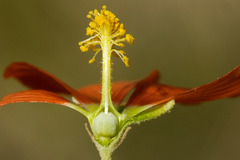 Sphaeralcea incana