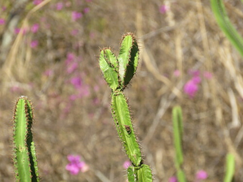 Pilosocereus brasiliensis, photograph 4