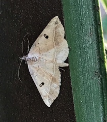 Hemeroplanis scopulepes