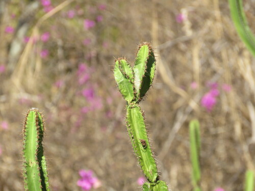 Pilosocereus brasiliensis, photograph 3