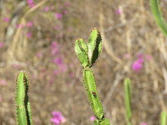 (c) Pablo Cauã da Silva Toledo, some rights reserved (CC BY) Pilosocereus brasiliensis, photograph (c) Pablo Cauã da Silva Toledo, some rights reserved (CC BY)
