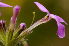 Glandularia pubera
