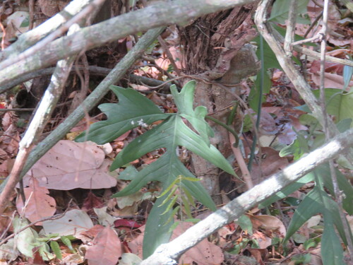 Philodendron pedatum, photograph 4