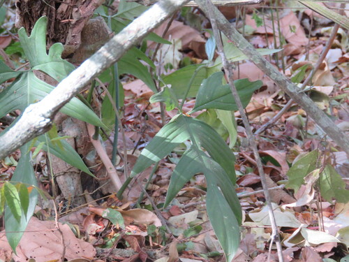 Philodendron pedatum, photograph 3