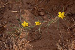 Talinum polygaloides