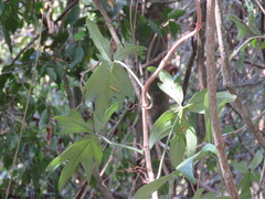 Philodendron pedatum, photograph (c) Pablo Cauã da Silva Toledo, some rights reserved (CC BY)