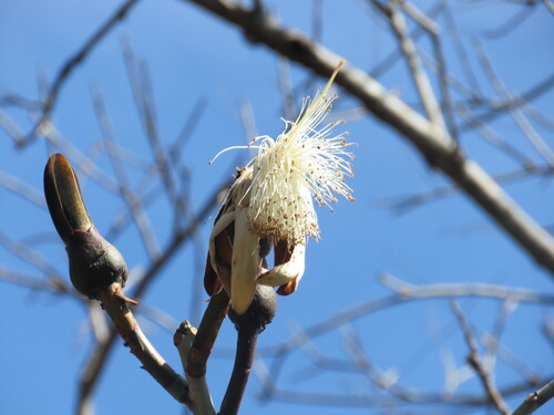 Pseudobombax grandiflorum