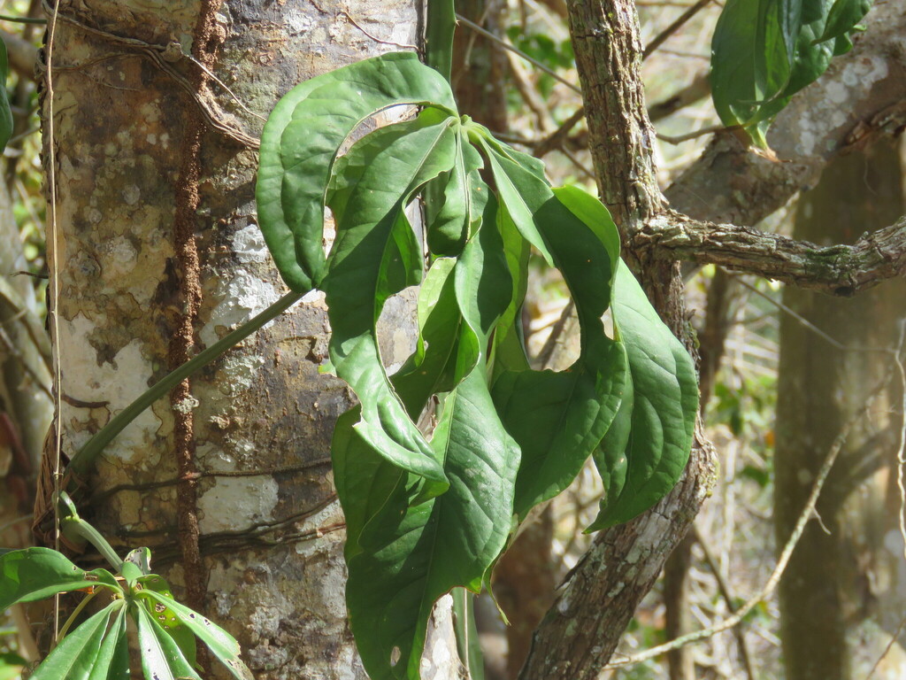 Anthurium pentaphyllum; photograph (c) Pablo Cauã da Silva Toledo, some rights reserved (CC BY)