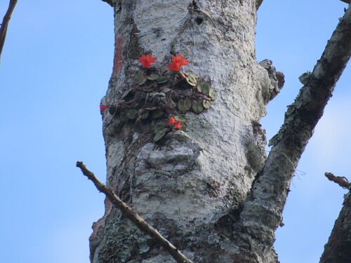 Cattleya cernua, photograph 2