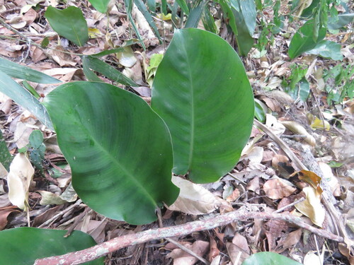 Goeppertia vaginata, photograph 6