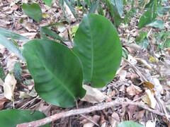 Goeppertia vaginata, photograph Pablo Cauã da Silva Toledo, CC BY, iNaturalist via GBIF