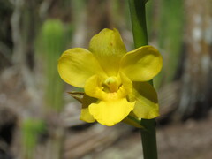 Cyrtopodium glutiniferum, photograph (c) Pablo Cauã da Silva Toledo, some rights reserved (CC BY)
