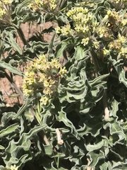Asclepias macrosperma