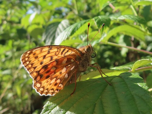 Dark Green Fritillary