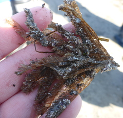 Aglaophenia latirostris