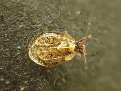 Acalypta brunnea