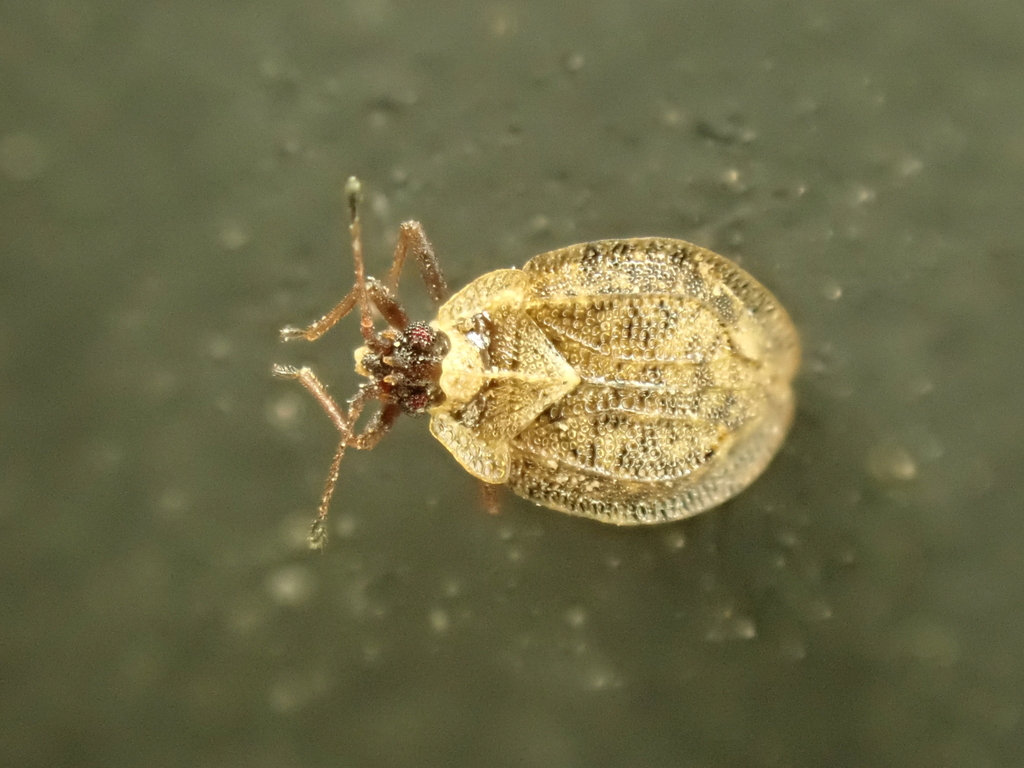 Acalypta brunnea