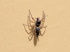 Cosmophasis baehrae