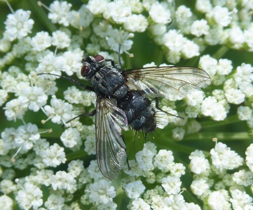Dinera ferina, Winterswijk Ratum, Netherlands, photo 7 of 10