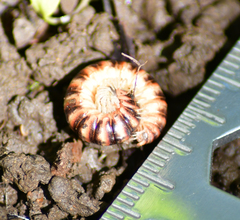 Semionellus placidus