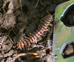 Semionellus placidus