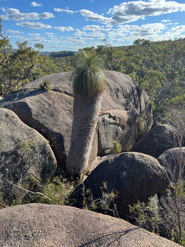 Kingia australis, photograph 3