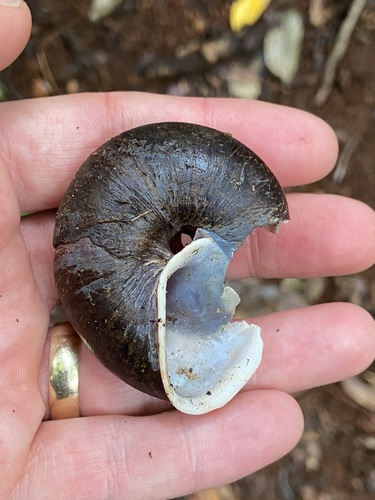 Atherton Tableland Bicoloured Snail