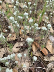 Micropus californicus