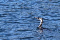 Phalacrocorax fuscescens