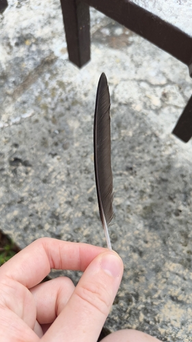 Plume de Chevalier culblanc