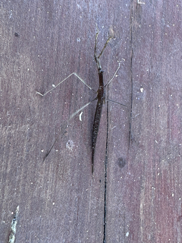 Eurasian Water Stick Insect