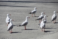 Chroicocephalus novaehollandiae