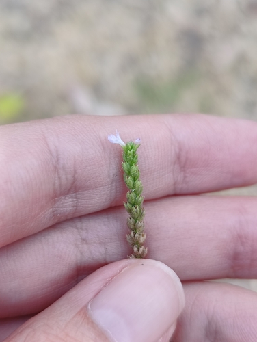 Common vervain