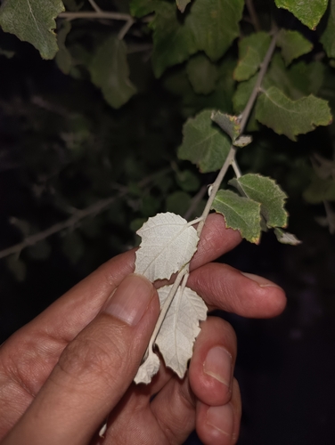 white poplar