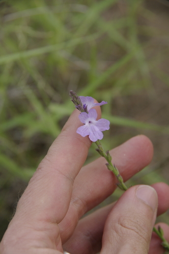Image of Verbena cloverae by (c) Eric Knight, some rights reserved (CC BY)