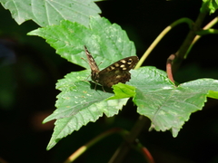 Speckled Wood Speckled Wood