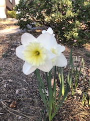 Narcissus × incomparabilis