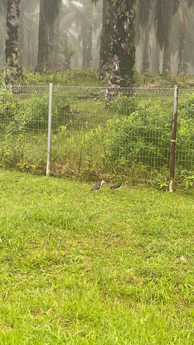White-breasted Waterhen (Common)