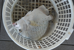Drepane punctata