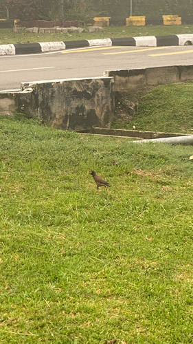 Common Myna